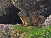 Spettacolo di fiori e marmotte sui sentieri per i Laghetti di Ponteranica – 18magg22  - FOTOGALLERY